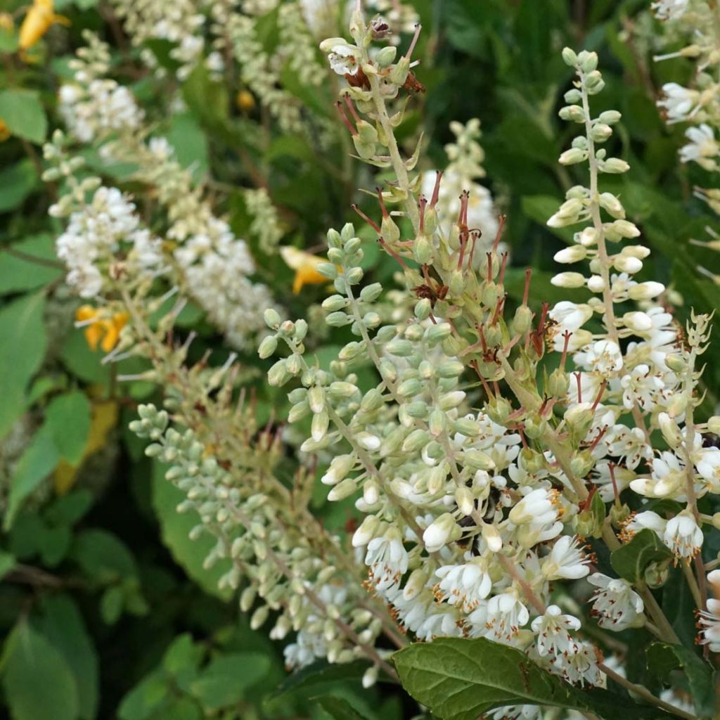 Clethra alnifolia Anne Bidwell - Scheineller