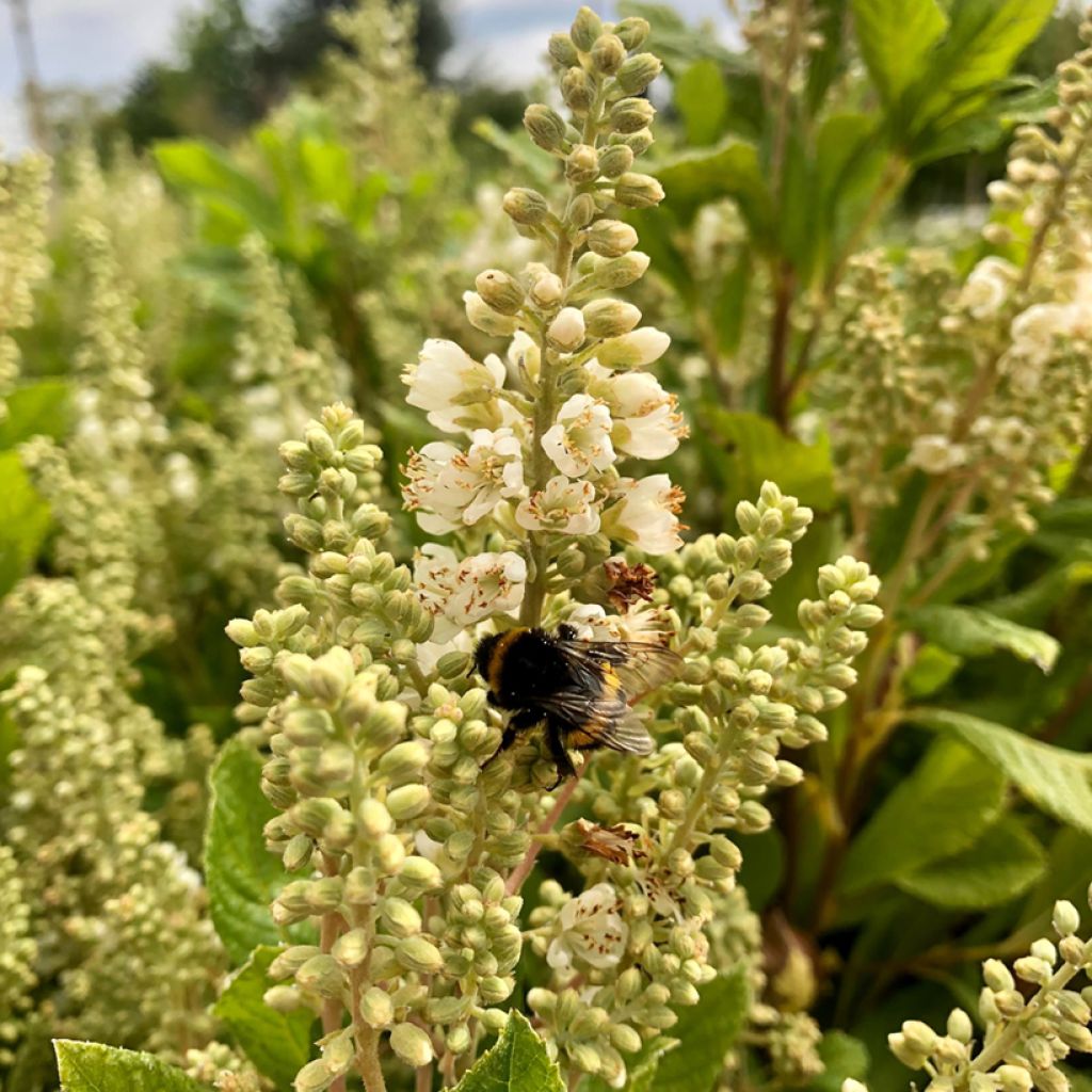 Clethra alnifolia Anne Bidwell - Scheineller