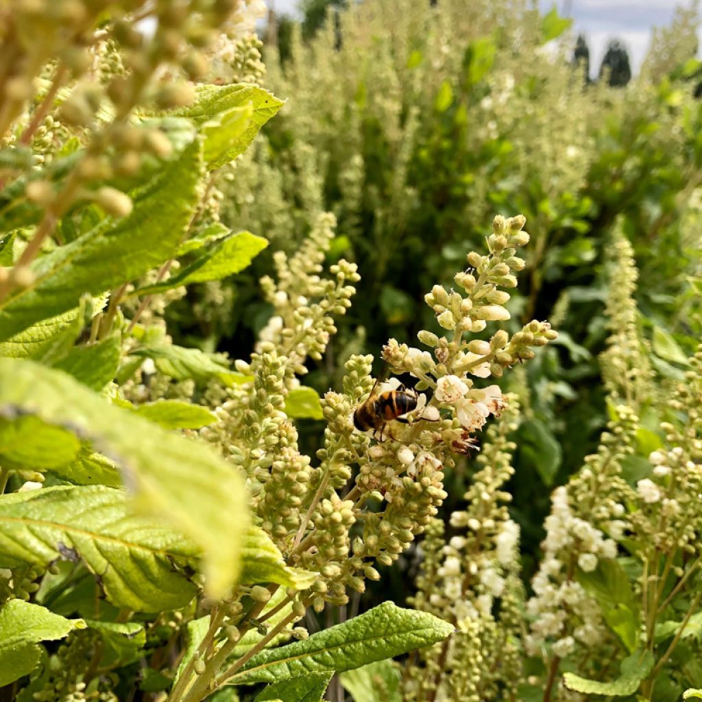 Clethra alnifolia Anne Bidwell - Scheineller