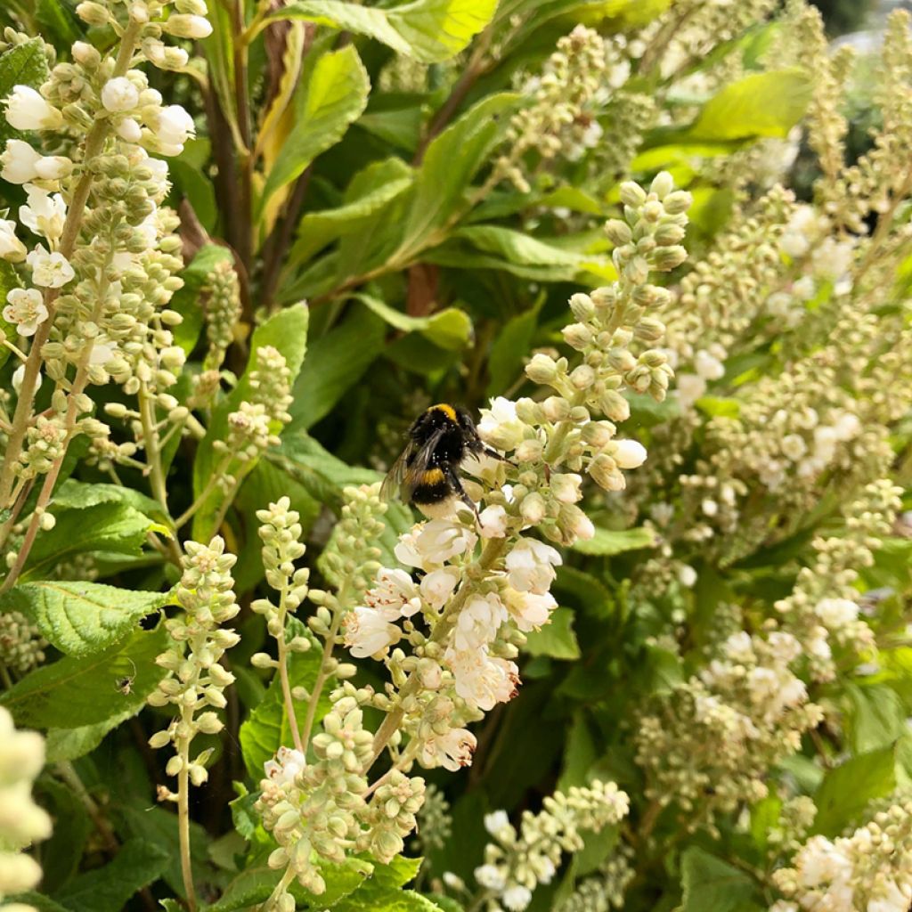 Clethra alnifolia Anne Bidwell - Scheineller