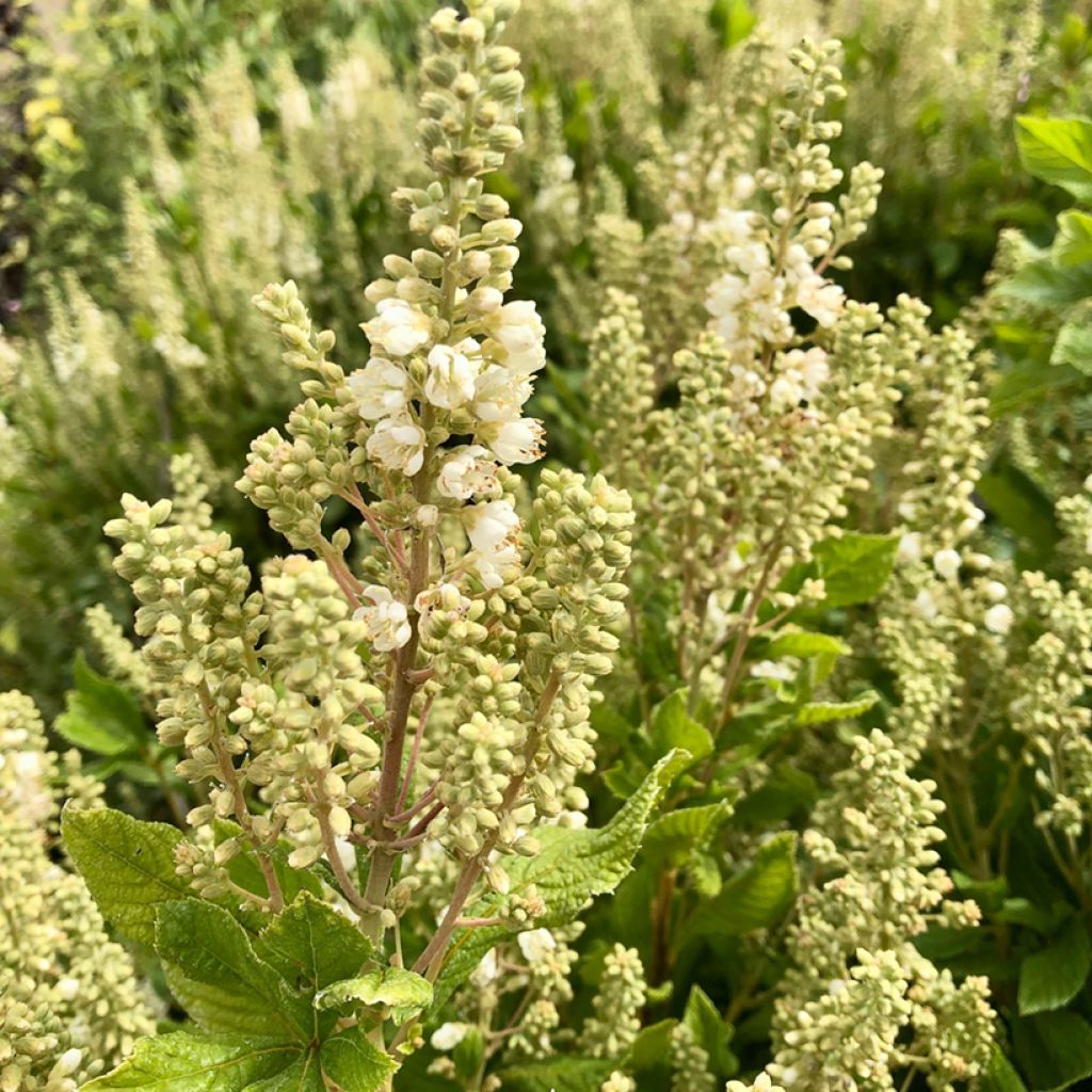 Clethra alnifolia Anne Bidwell - Scheineller