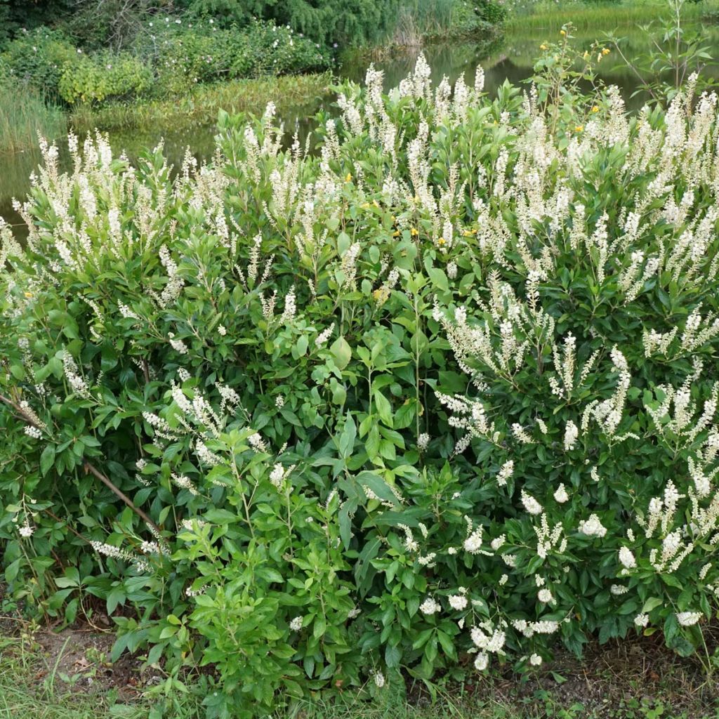 Clethra alnifolia Hummingbird - Scheineller