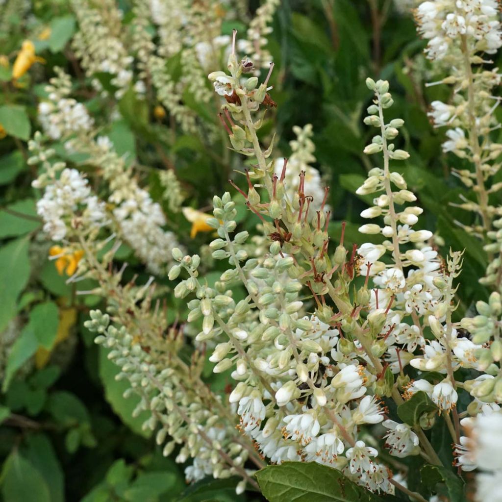 Clethra alnifolia Hummingbird - Clèthre à feuilles d'Aulne