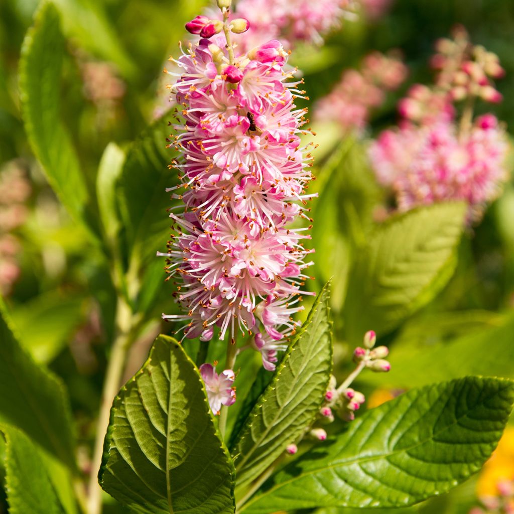 Clethra alnifolia Ruby Spice - Scheineller