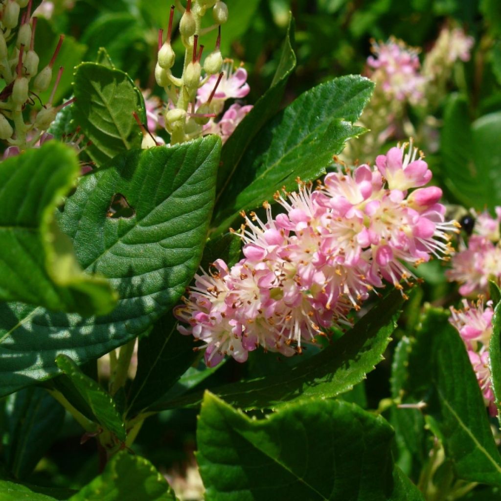 Clethra alnifolia Ruby Spice - Scheineller