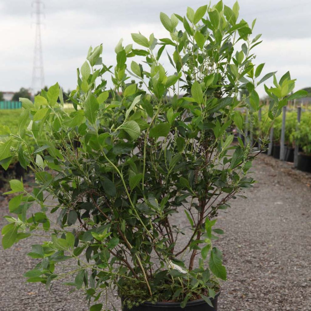 Clethra alnifolia Vanilla Spice - Clèthre à feuilles d'Aulne