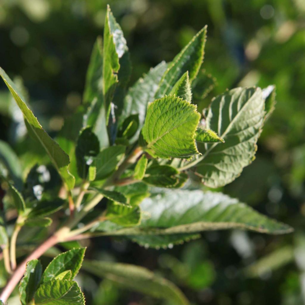 Clethra alnifolia Vanilla Spice - Clèthre à feuilles d'Aulne