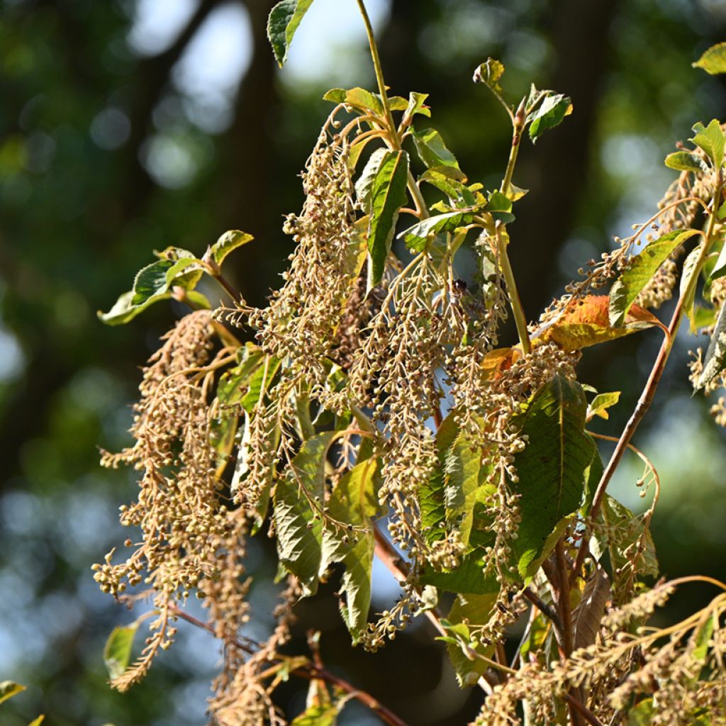 Clethra barbinervis - Scheineller