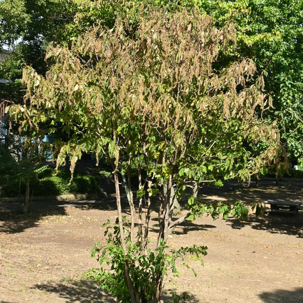 Clethra barbinervis - Scheineller