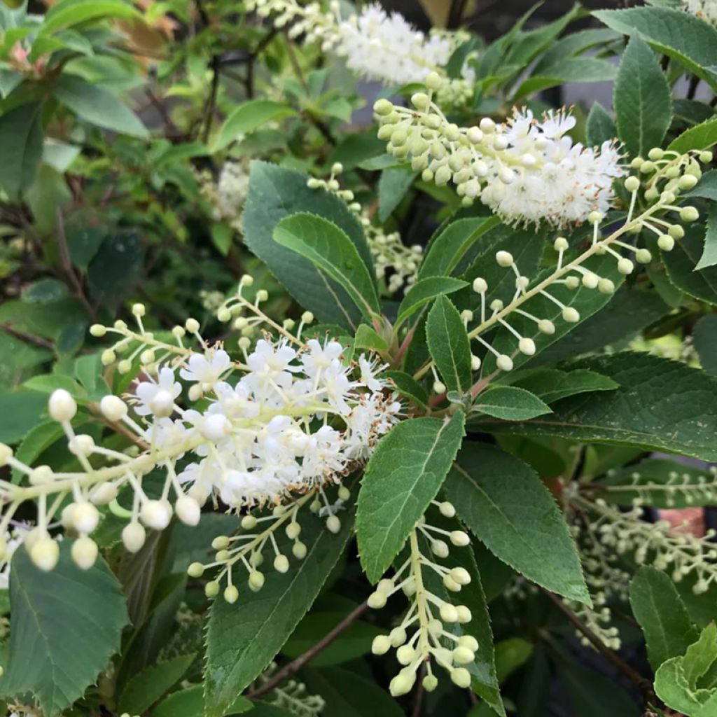 Clethra fargesii - Farges Zimterle