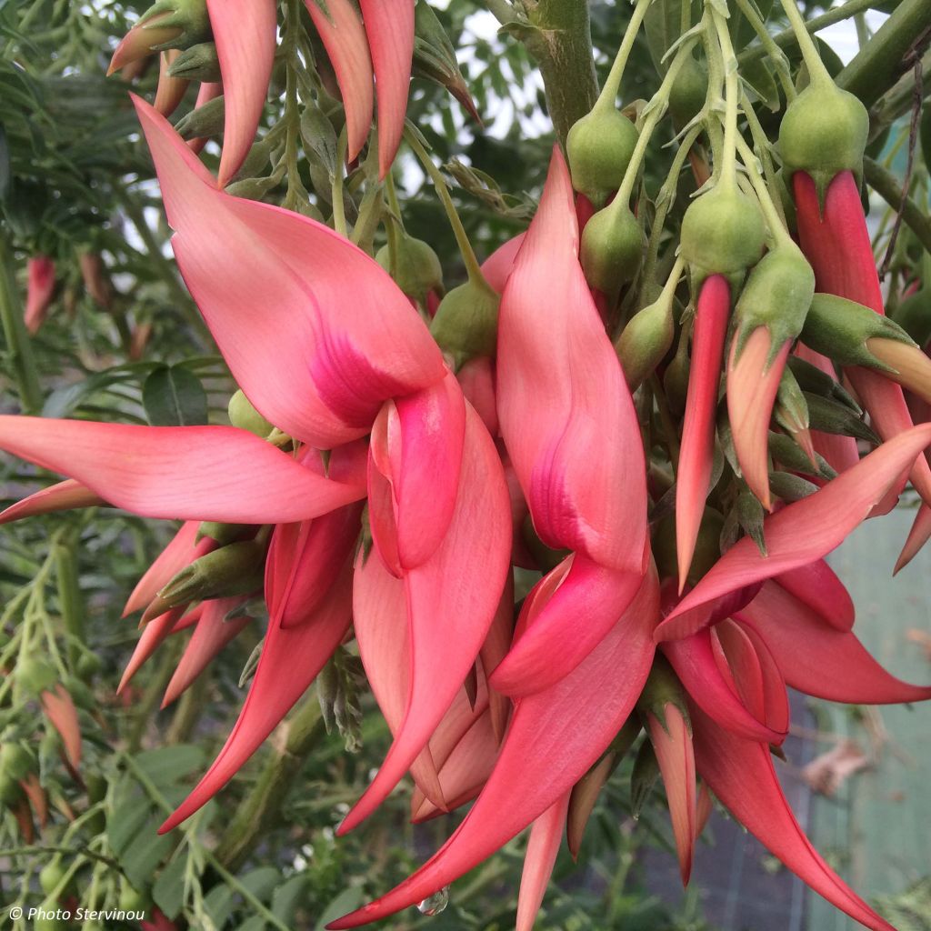 Clianthus puniceus Flamingo - Ruhmesblume