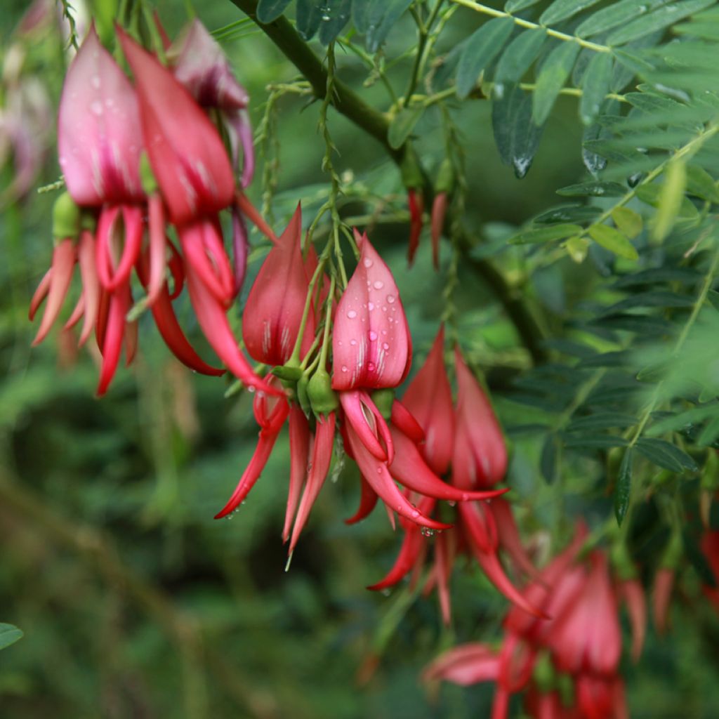 Clianthus puniceus Flamingo - Ruhmesblume