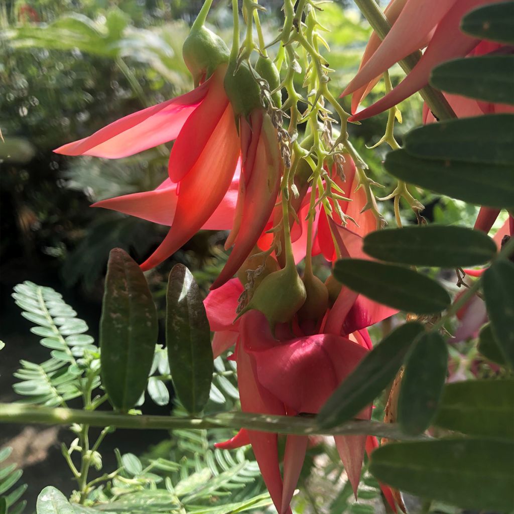 Clianthus puniceus Flamingo - Pince de Homard