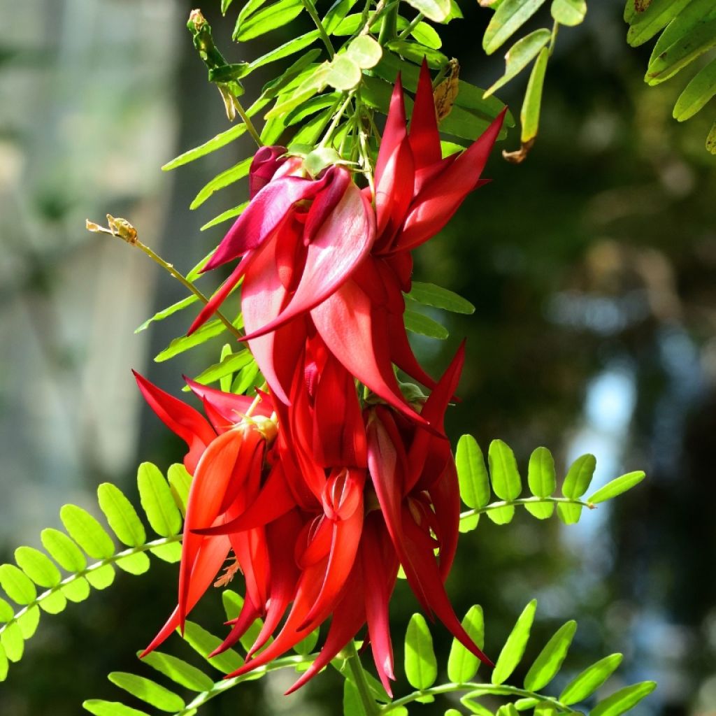 Clianthus puniceus Kaka King - Ruhmesblume