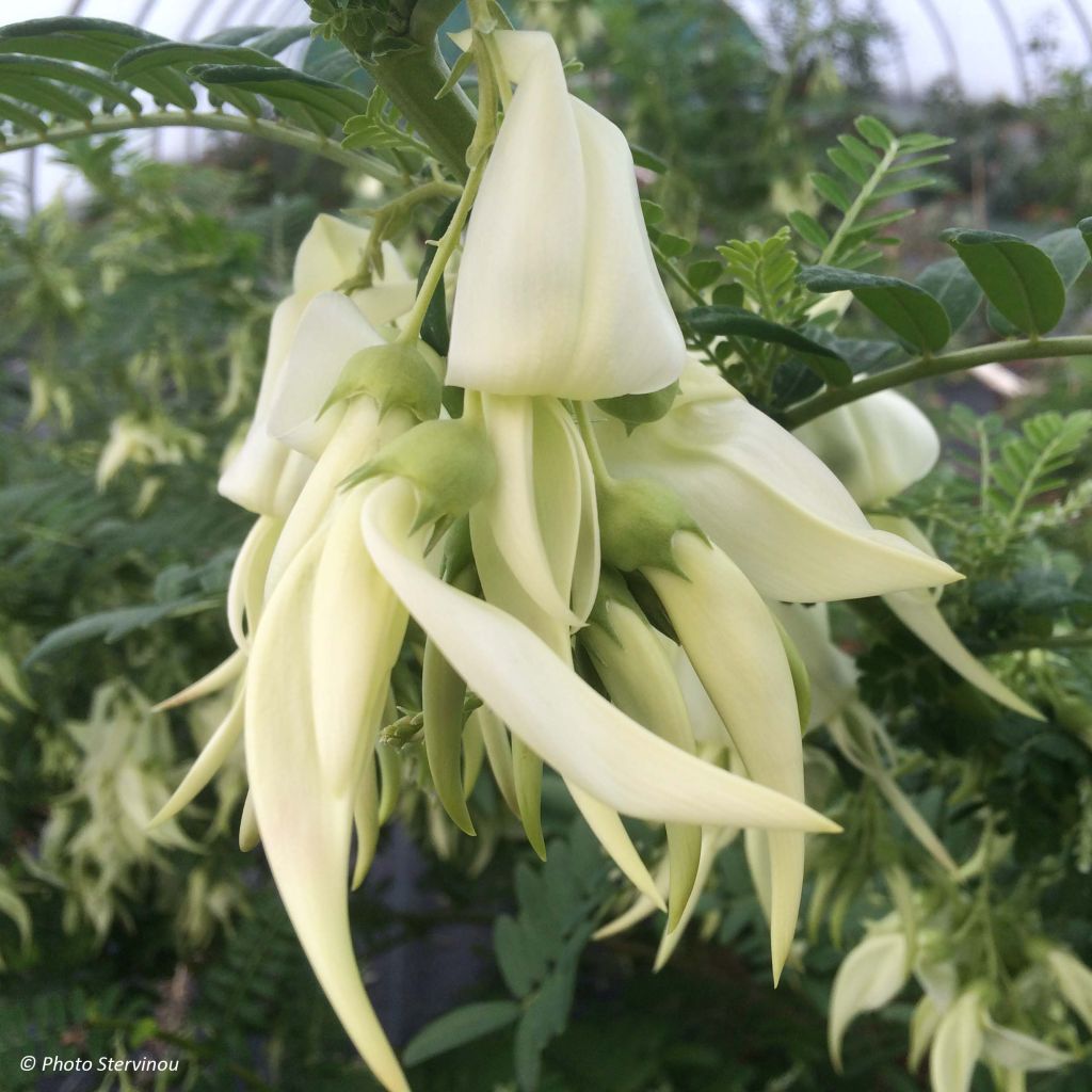 Clianthus puniceus White Heron - Ruhmesblume