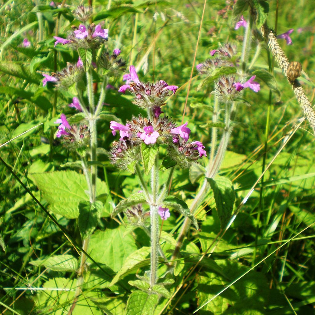 Clinopodium vulgare