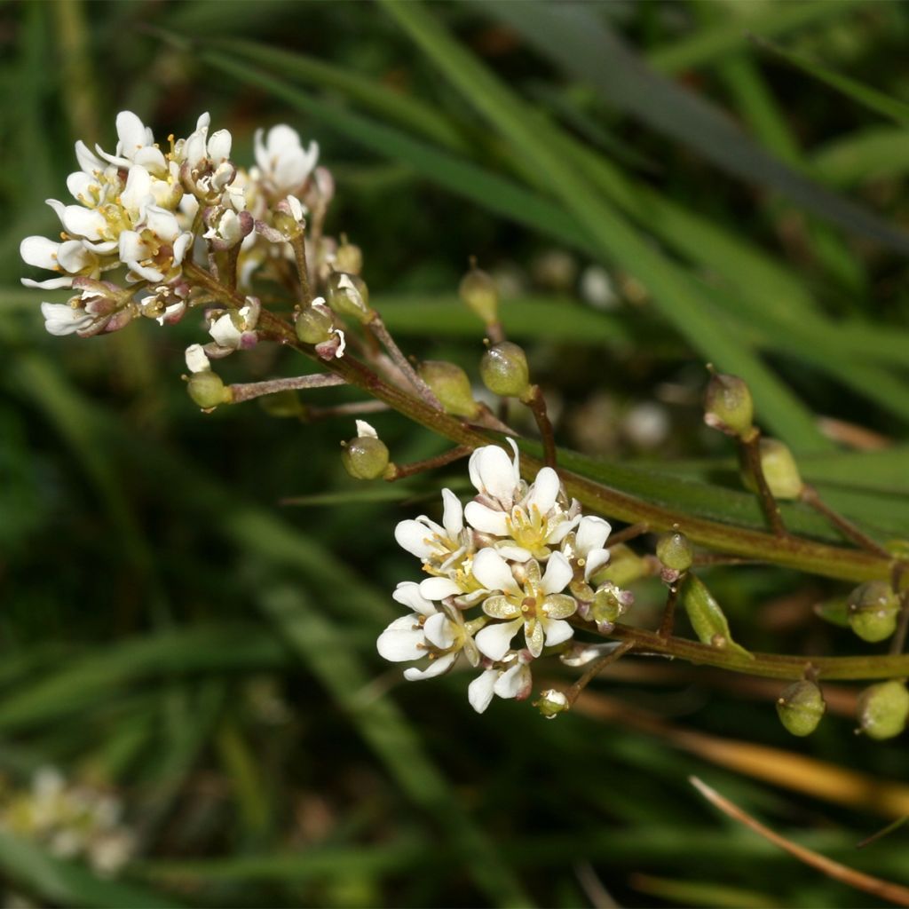 Echtes Löffelkraut - Cochlearia officinalis Bio