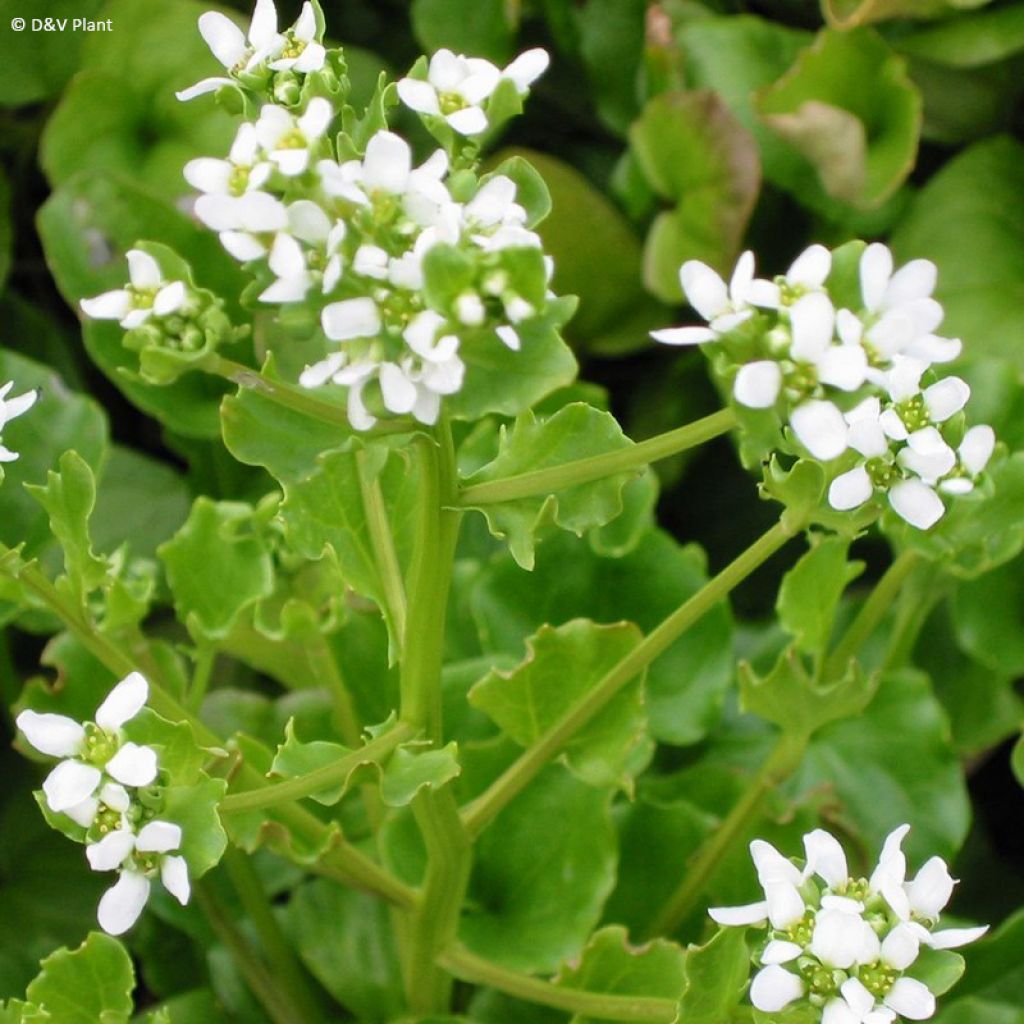 Echtes Löffelkraut - Cochlearia officinalis