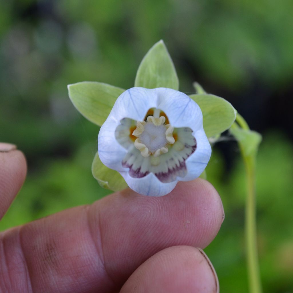 Codonopsis clematidea - Glockenwinde