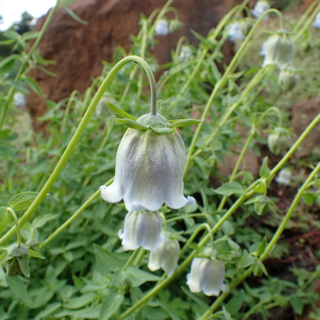 Codonopsis ovata - Glockenwinde