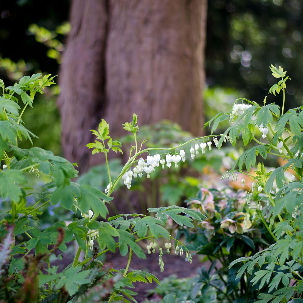 Dicentra spectabilis Alba - Tränendes Herz