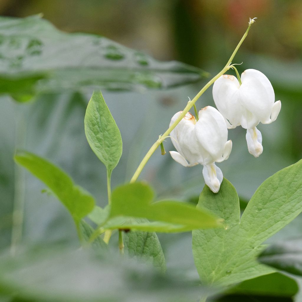 Dicentra spectabilis Alba - Tränendes Herz