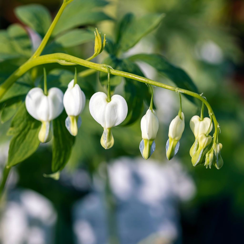 Dicentra spectabilis Alba - Tränendes Herz