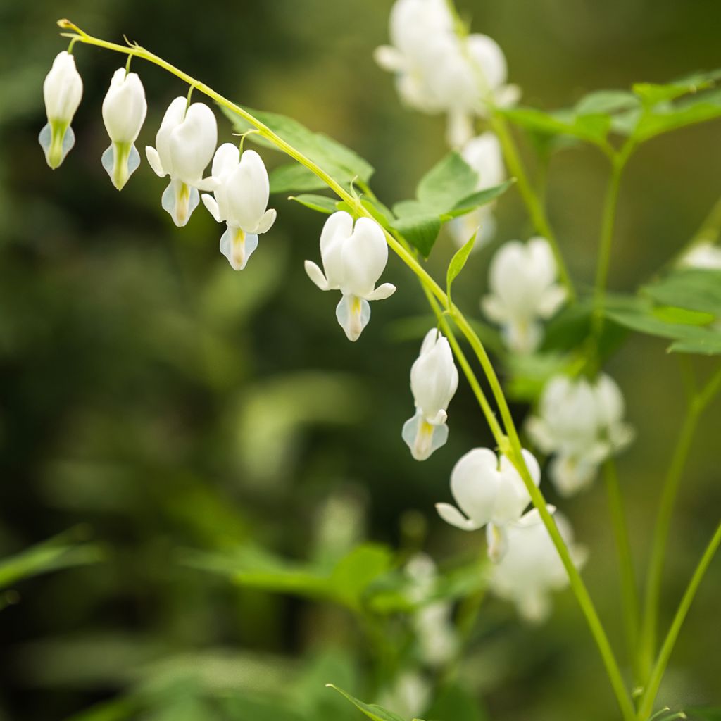 Dicentra spectabilis Alba - Tränendes Herz