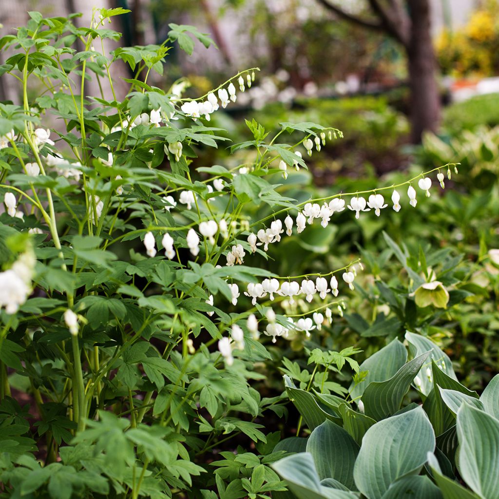 Dicentra spectabilis Alba - Tränendes Herz