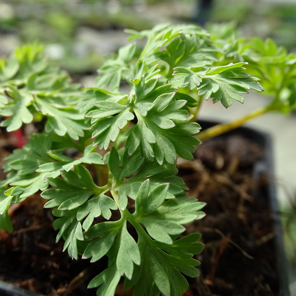 Dicentra King of Hearts - Herzblume