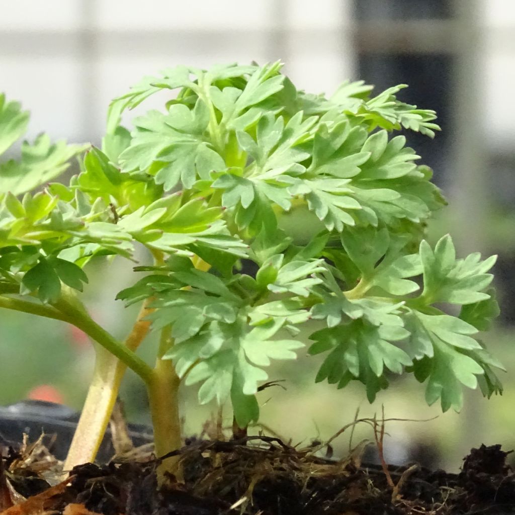 Dicentra King of Hearts - Herzblume