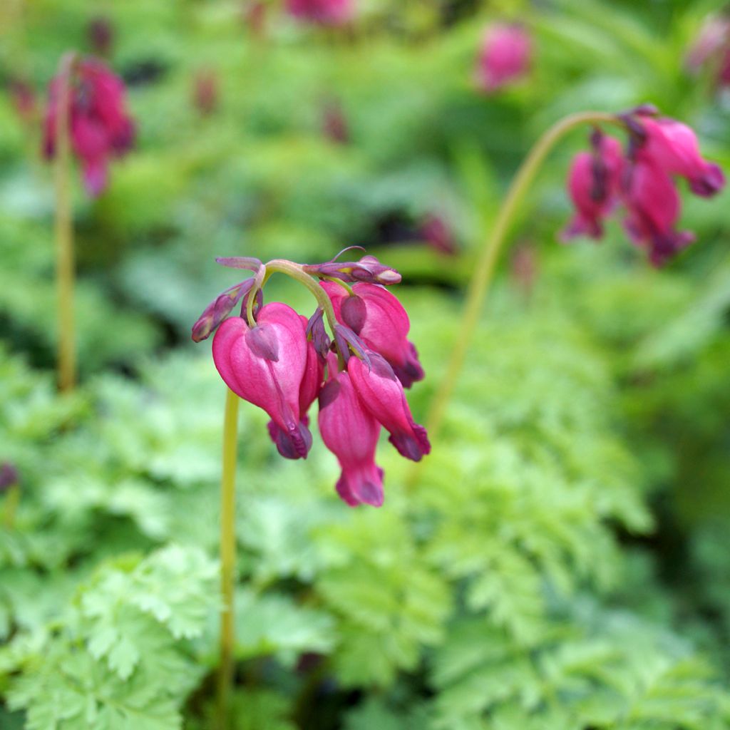 Dicentra King of Hearts - Herzblume