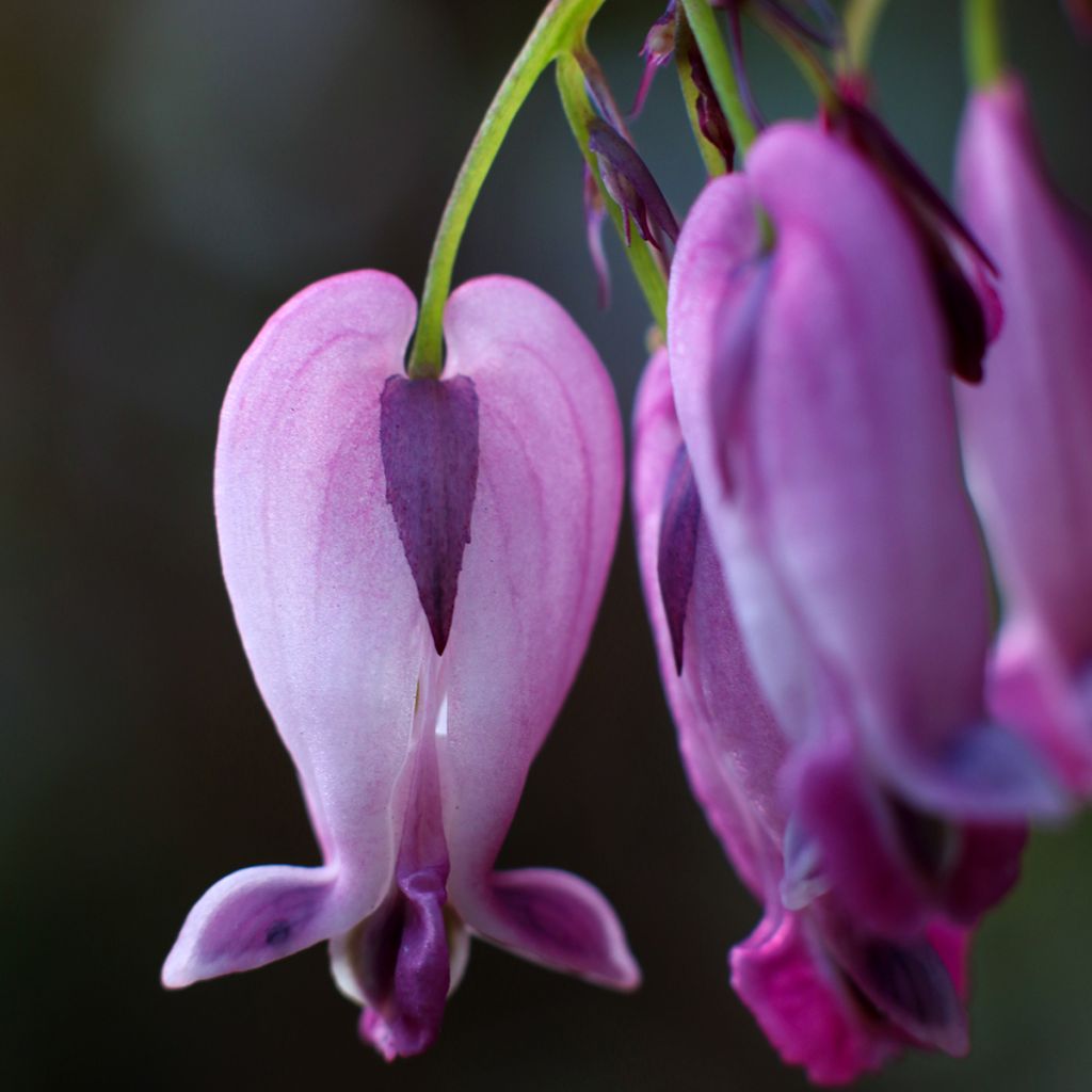 Dicentra King of Hearts - Herzblume