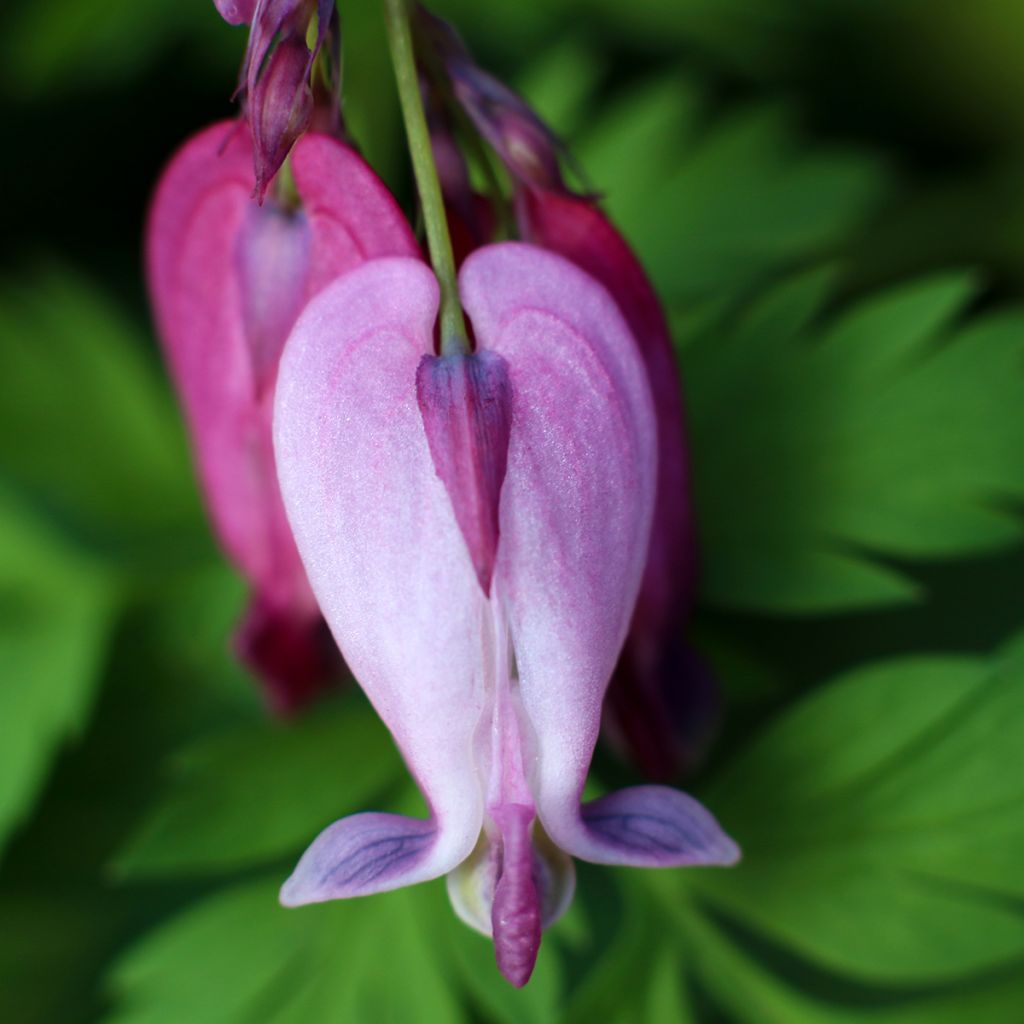 Dicentra King of Hearts - Herzblume