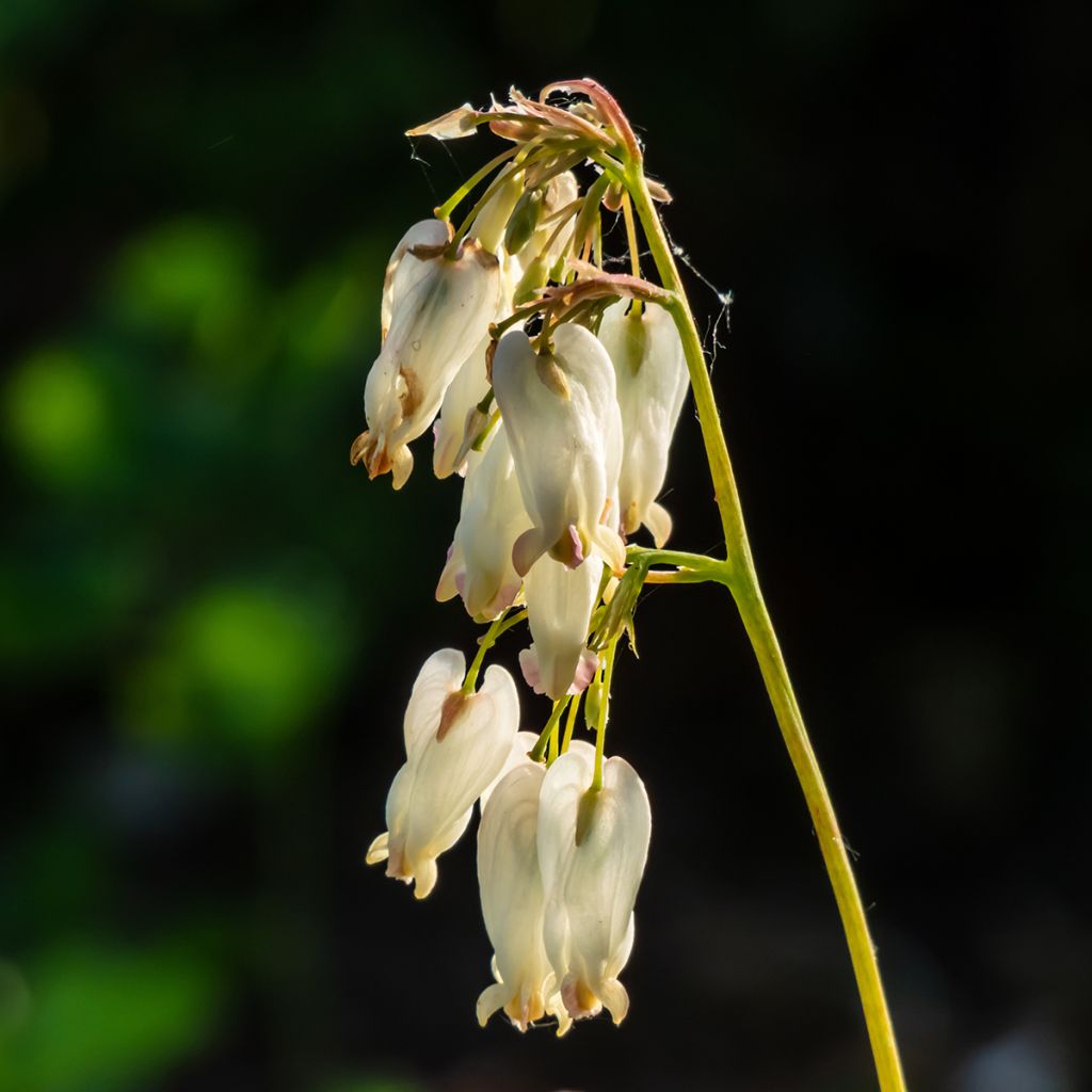 Dicentra formosa Aurora - Zwerg-Herzblume