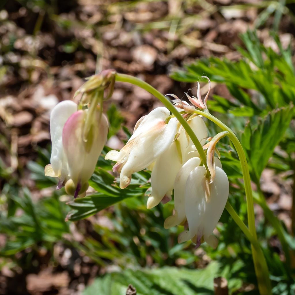 Dicentra formosa Aurora - Zwerg-Herzblume