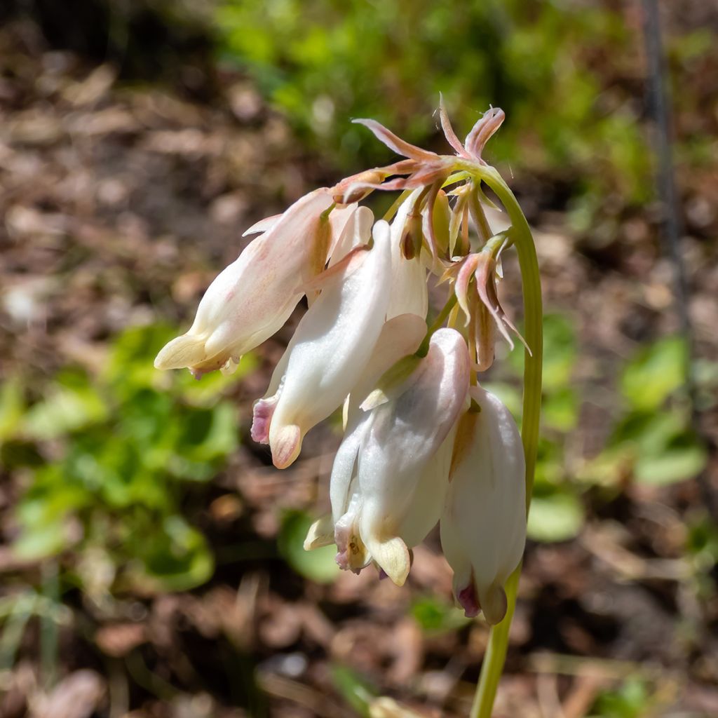 Dicentra formosa Aurora - Zwerg-Herzblume