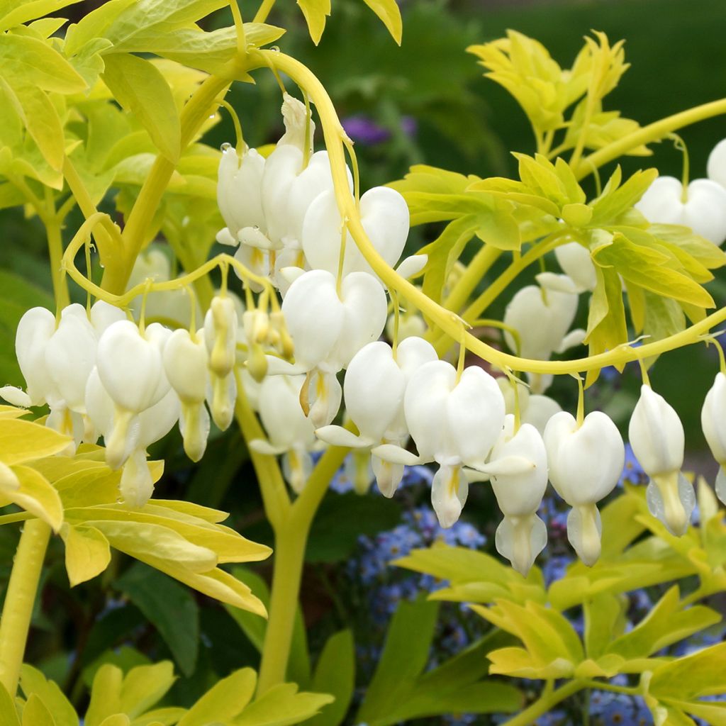 Dicentra spectabilis White Gold - Tränendes Herz