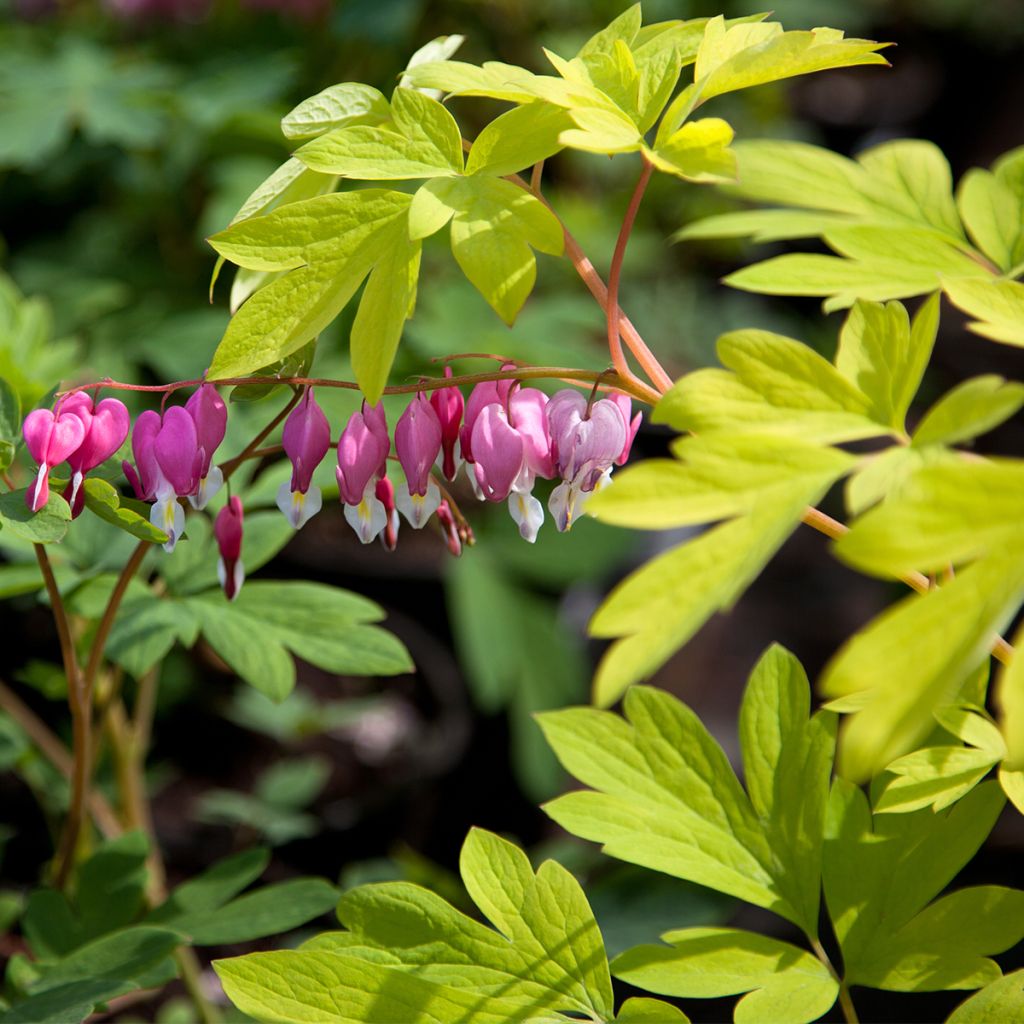 Dicentra spectabilis Yellow Leaf - Tränendes Herz