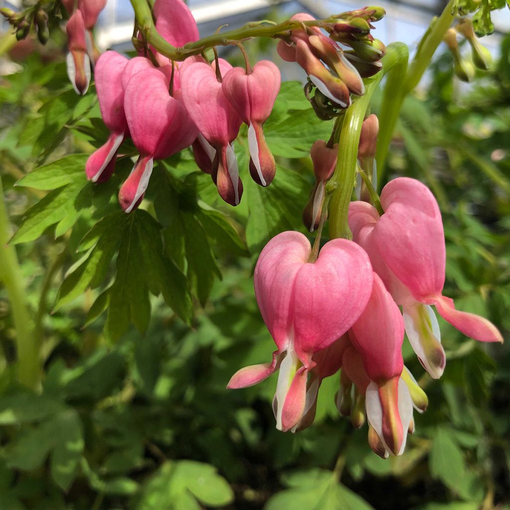 Coeur de Marie Rose - Dicentra spectabilis