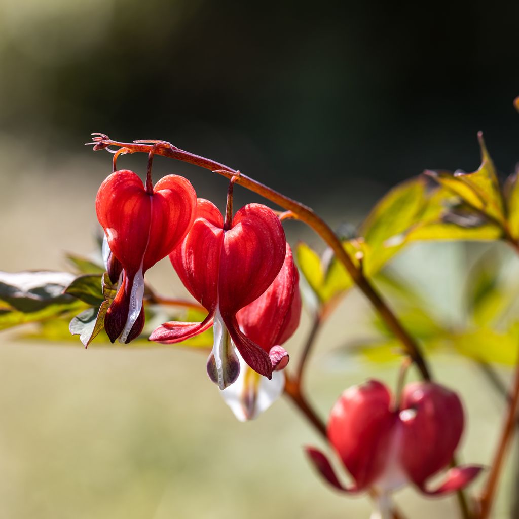 Dicentra spectabilis Valentine - Tränendes Herz