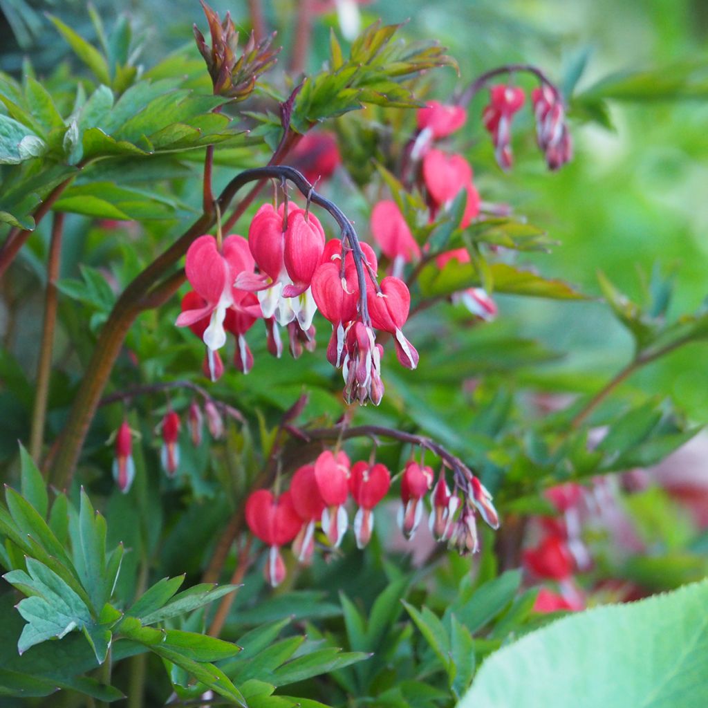 Dicentra spectabilis Valentine - Tränendes Herz