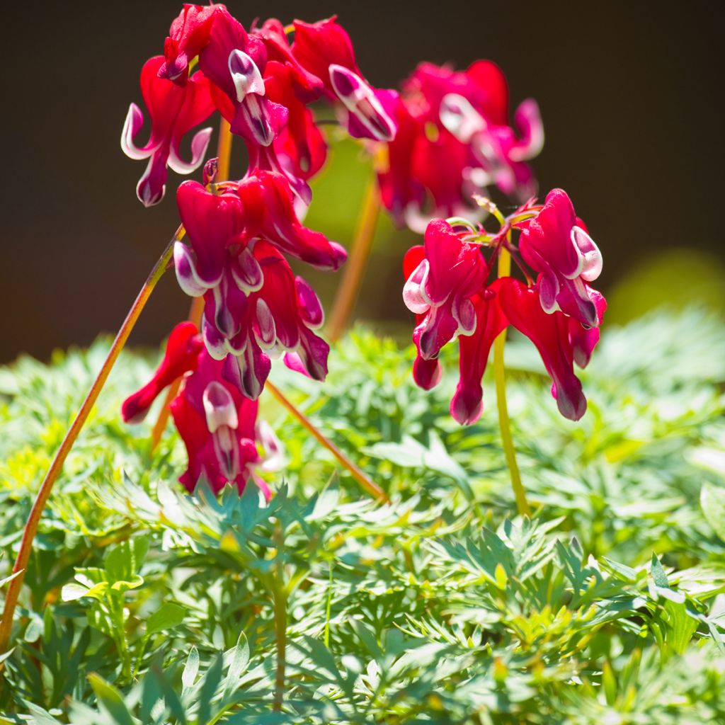 Dicentra Burning Hearts - Herzblume