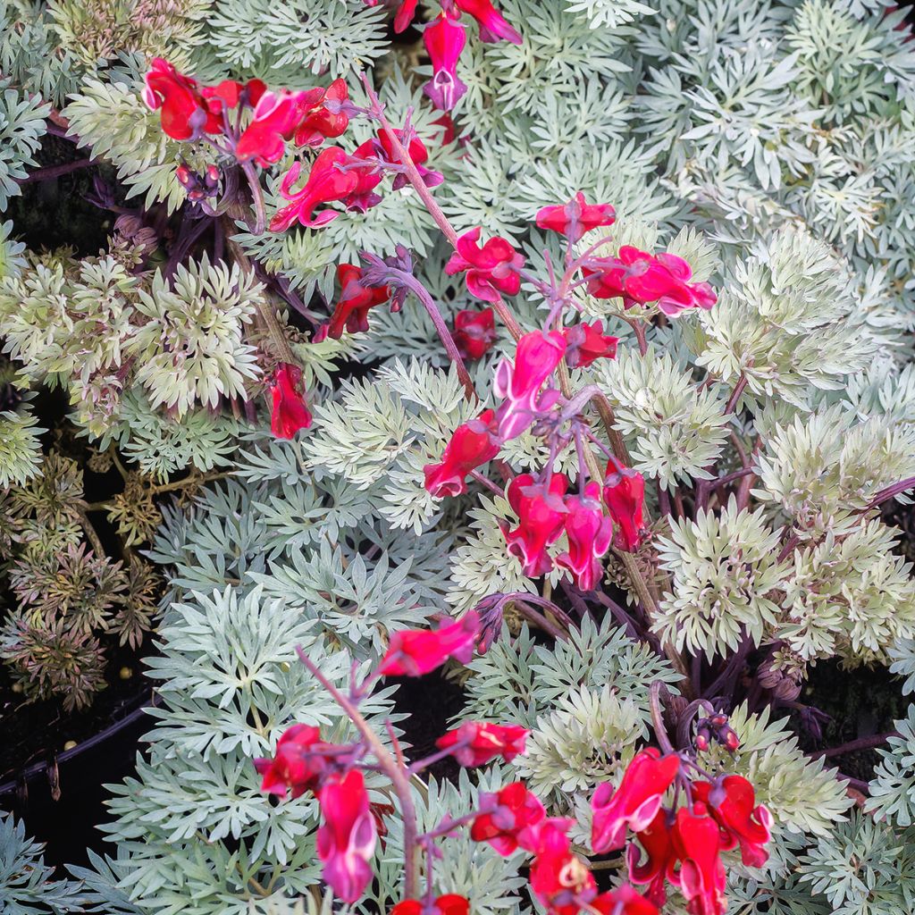 Dicentra Burning Hearts - Herzblume