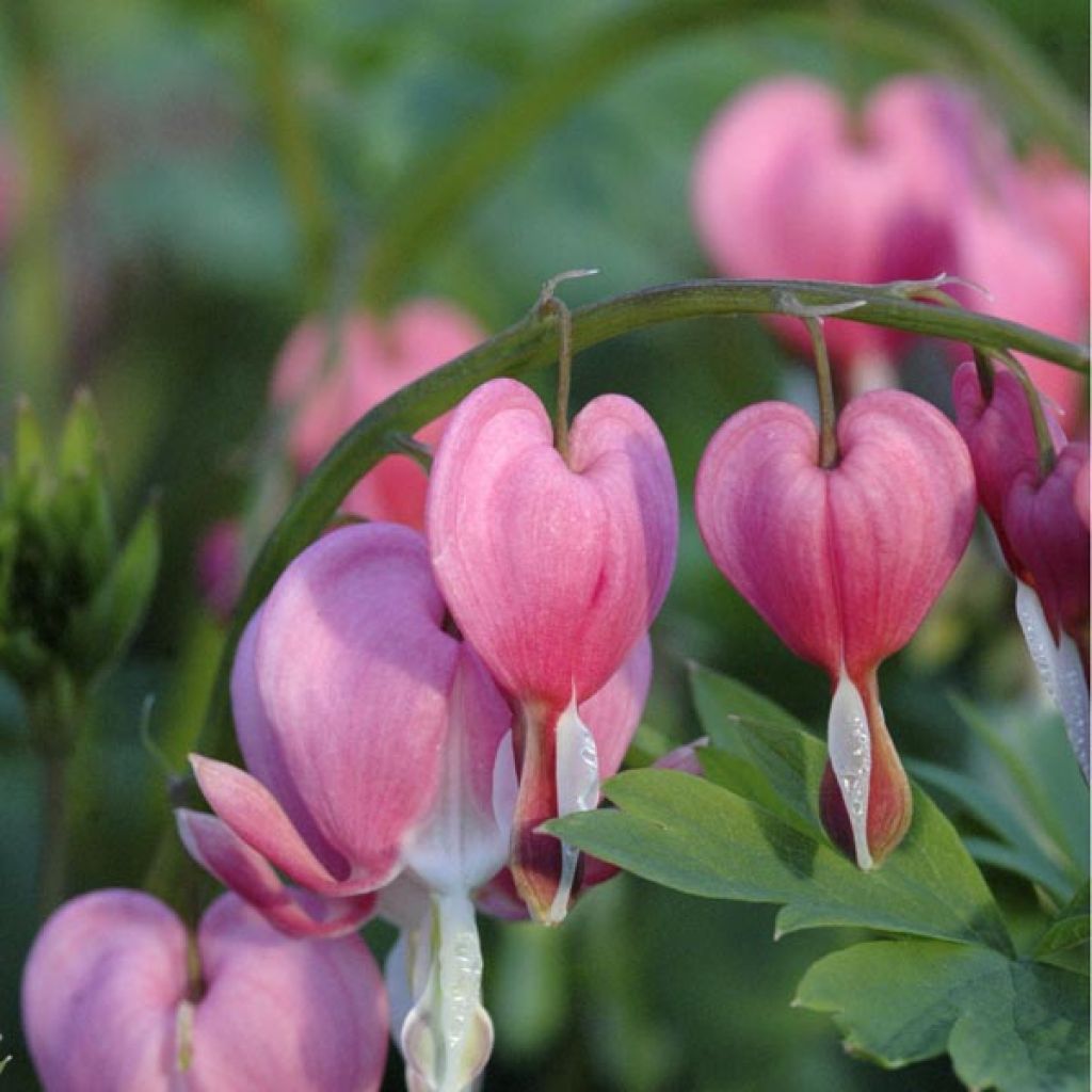 Dicentra spectabilis - Tränendes Herz