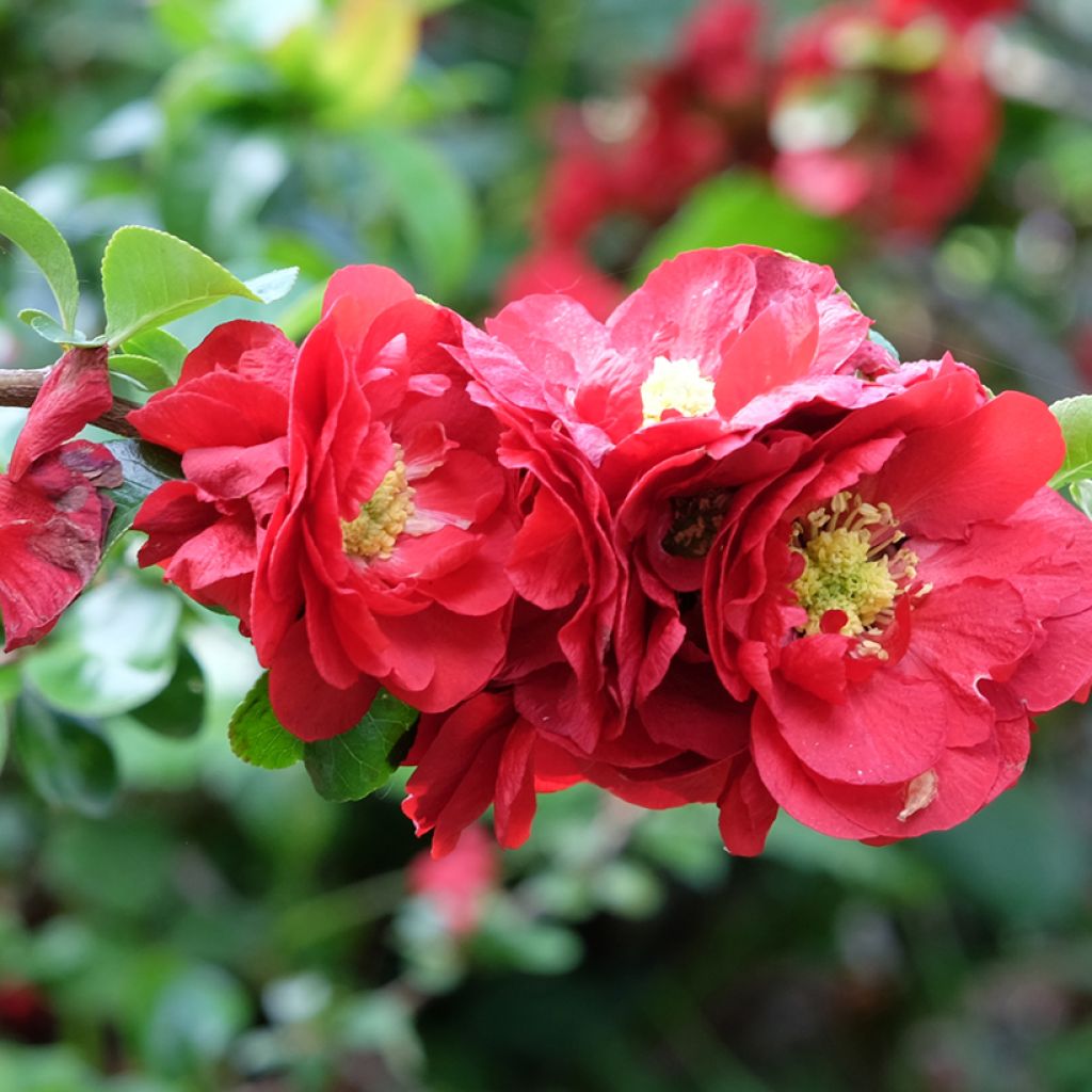 Zierquitte Scarlet Storm - Chaenomeles speciosa