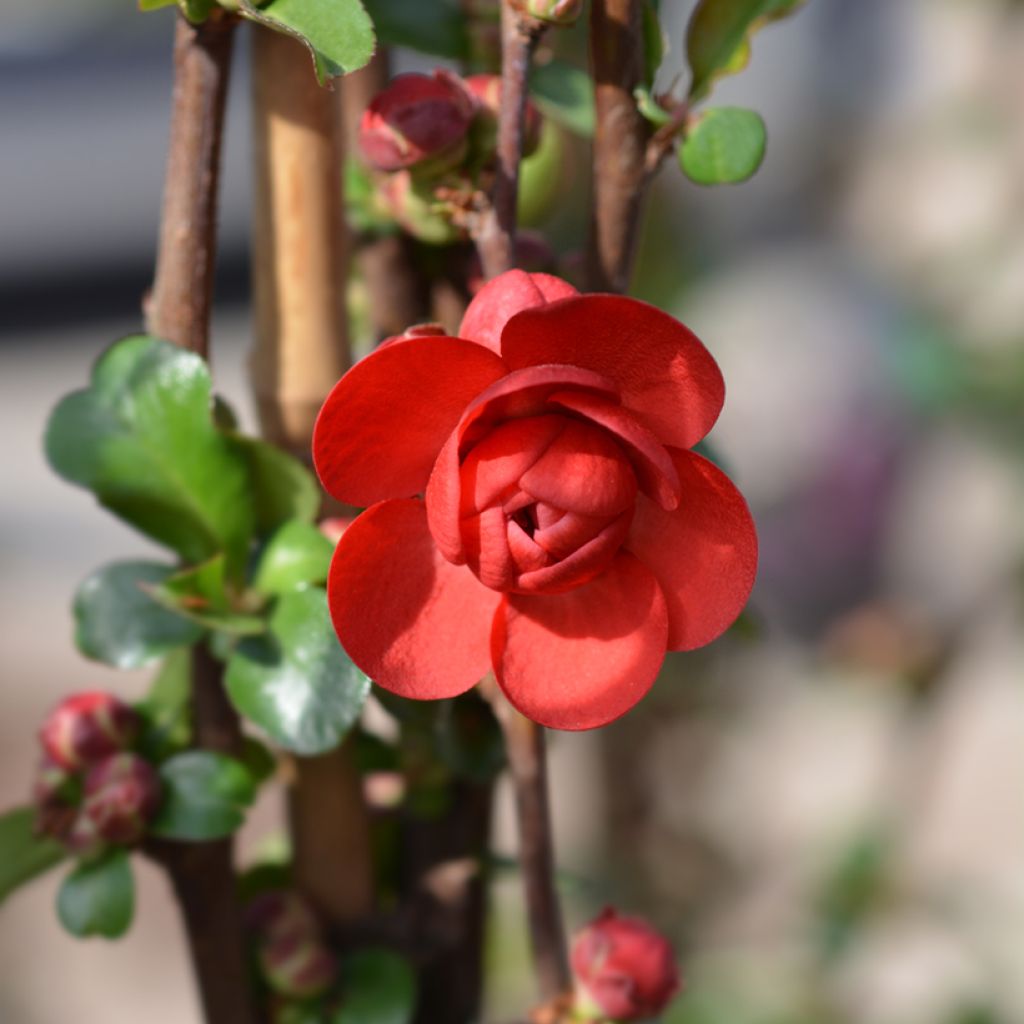 Zierquitte Scarlet Storm - Chaenomeles speciosa