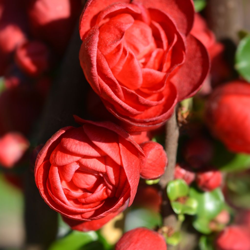 Zierquitte Scarlet Storm - Chaenomeles speciosa