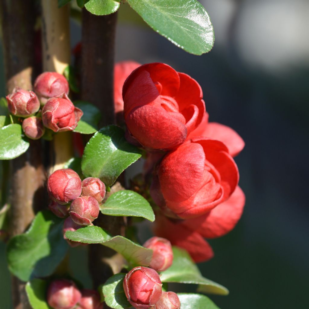 Zierquitte Scarlet Storm - Chaenomeles speciosa