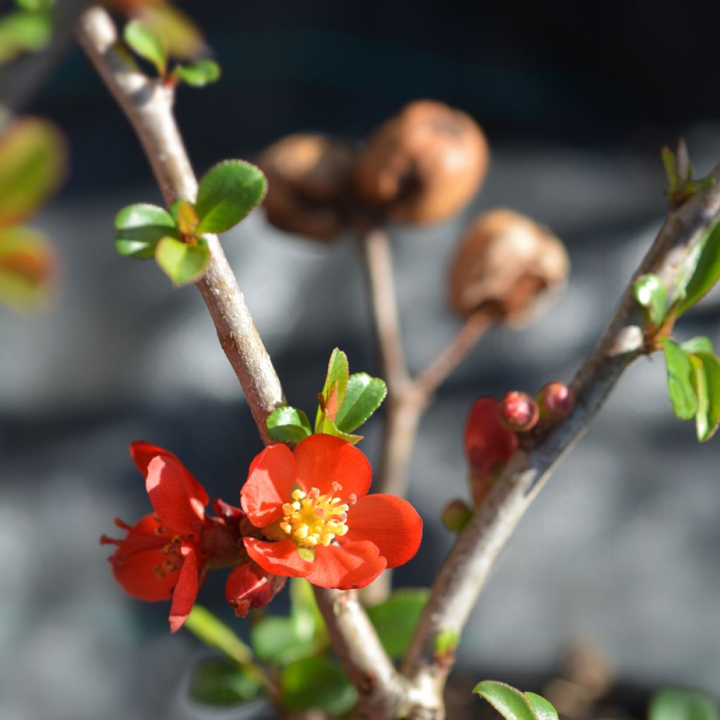 Zierquitte Hollandia - Chaenomeles superba